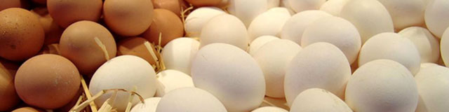 مجموع واردات تخم مرغ کمتر از تولید یک روز کشور بود/ نیاز بازار را برطرف نشد